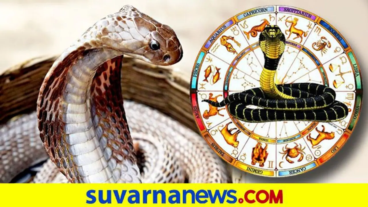 ಕಾಳ ಸರ್ಪ ಎಂಬುದು ದೋಷವೇ, ಯೋಗವೇ...? ಕಾಳ ಸರ್ಪ ಎಂಬುದು ದೋಷವೇ, ಯೋಗವೇ...?