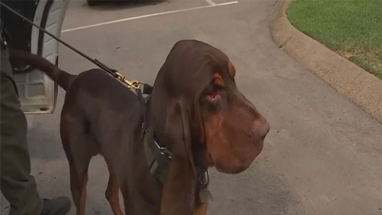 బండిమీద వెళ్తూ.. కుక్కను లాక్కెళ్లిన మహిళలు.. అరెస్ట్..! బండిమీద వెళ్తూ.. కుక్కను లాక్కెళ్లిన మహిళలు.. అరెస్ట్..!