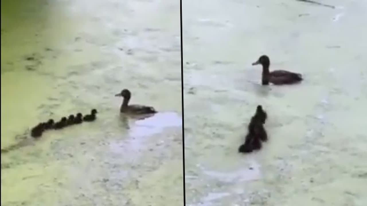 Mother duck plays 'Hide and Seek' with her ducklings; this cute video will make your day