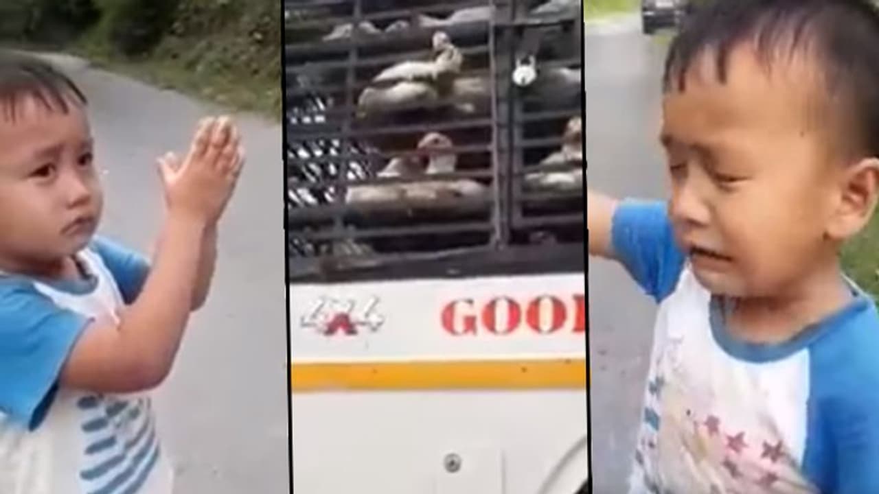 Watch: 6 years old boy gets emotional when people took his beloved chickens away from him