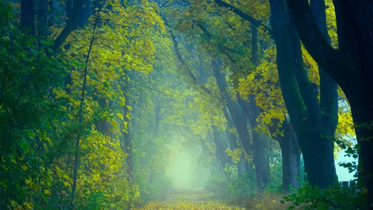 Mangaluru News ಕಾರು ನಿಲ್ಲಿಸಿ ಕೆಳಗಿಳಿಯುತ್ತಿದ್ದಂತೆ ಮರ ಬಿದ್ದು ಟೆಕ್ಕಿ ಸಾವು Mangaluru News ಕಾರು ನಿಲ್ಲಿಸಿ ಕೆಳಗಿಳಿಯುತ್ತಿದ್ದಂತೆ ಮರ ಬಿದ್ದು ಟೆಕ್ಕಿ ಸಾವು