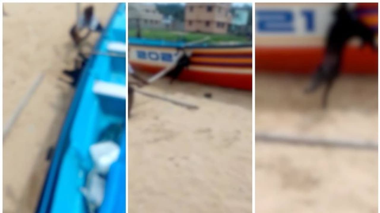 അടിമലത്തുറയിൽ നായയെ അടിച്ചുകൊന്ന് കടലിലെറിഞ്ഞ സംഭവത്തിൽ ഹൈക്കോടതി കേസെടുത്തു അടിമലത്തുറയിൽ നായയെ അടിച്ചുകൊന്ന് കടലിലെറിഞ്ഞ സംഭവത്തിൽ ഹൈക്കോടതി കേസെടുത്തു