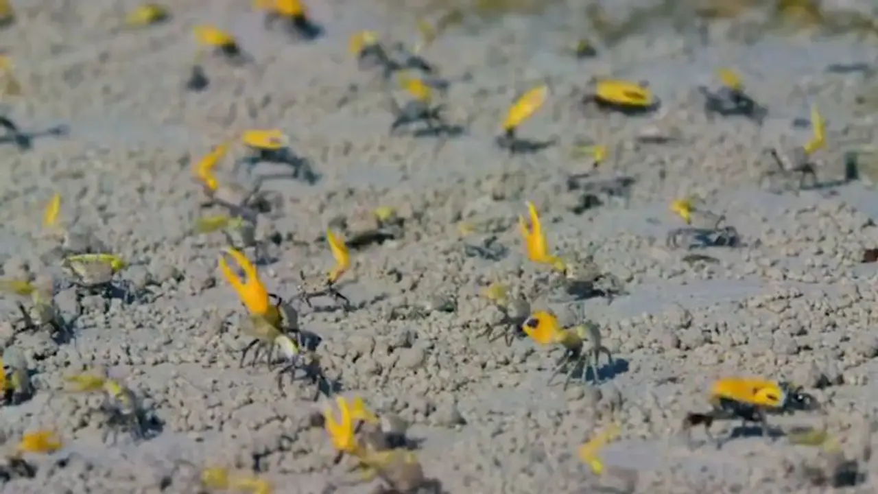 Fiddler crabs' collective movements with their colourful claws is a must watch
