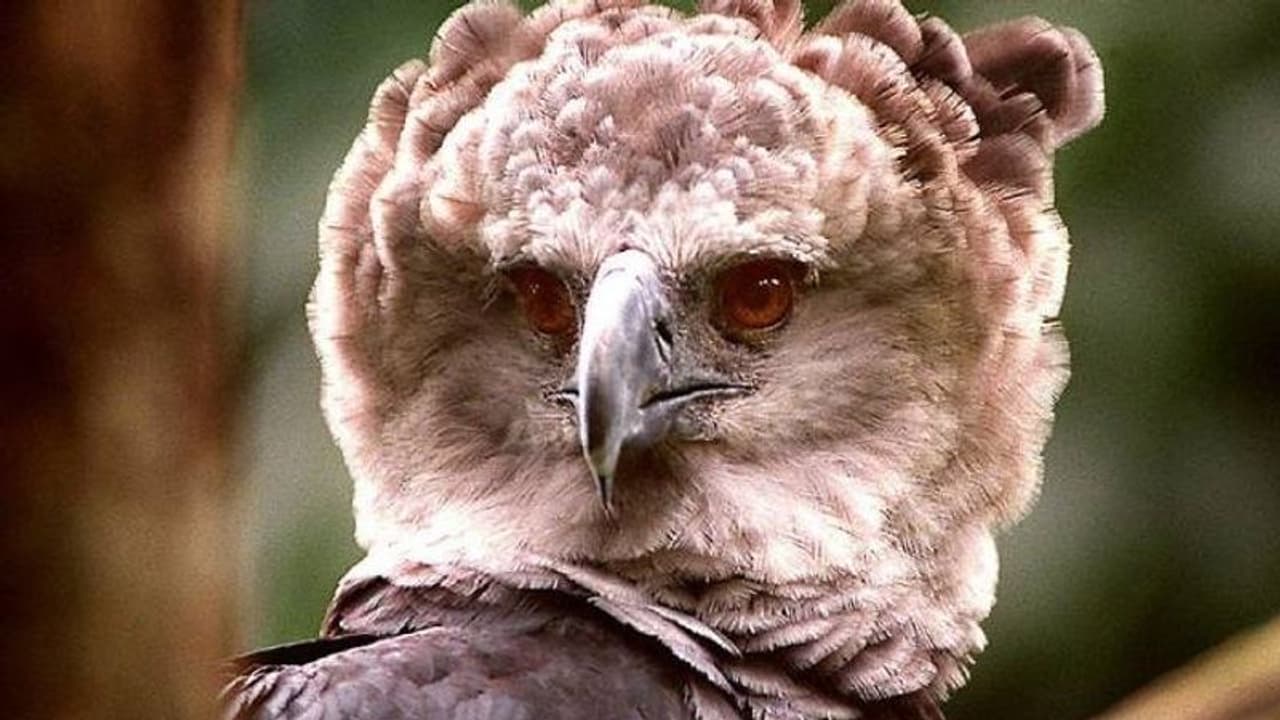 ആമസോൺ മഴക്കാടുകളിൽ കഴുകന്മാർ പട്ടിണി കിടന്നുചാവുന്നു, വിരൽചൂണ്ടുന്നതെന്തിലേക്ക്? മുന്നറിയിപ്പുമായി വിദഗ്ദ്ധര് ആമസോൺ മഴക്കാടുകളിൽ കഴുകന്മാർ പട്ടിണി കിടന്നുചാവുന്നു, വിരൽചൂണ്ടുന്നതെന്തിലേക്ക്? മുന്നറിയിപ്പുമായി വിദഗ്ദ്ധര്