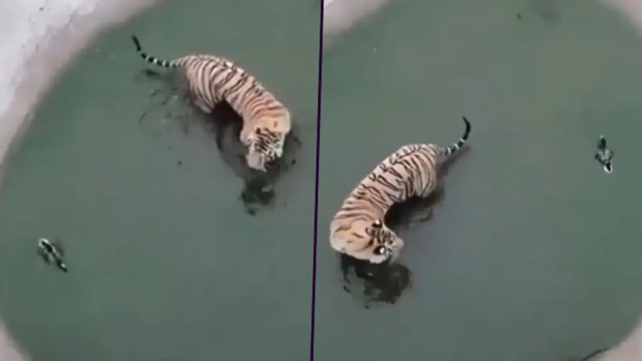 Watch Duck eludes tiger attack: Video teach us how to face problems Skilfully