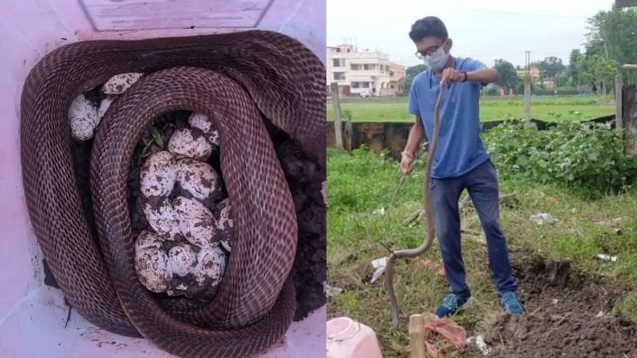 লোকালয়ে সাপের বাসা, উদ্ধার গোখরোসহ ৩৫টি ডিম