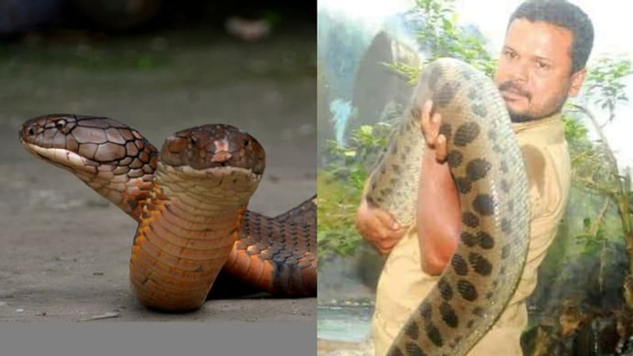 കുരങ്ങനും ചീങ്കണ്ണിയും ആക്രമിച്ചിട്ടും തുടര്ന്നു; ഒടുവില് സഹപ്രവര്ത്തകരെ സുരക്ഷിതരാക്കി ഹർഷാദിന്റെ മടക്കം കുരങ്ങനും ചീങ്കണ്ണിയും ആക്രമിച്ചിട്ടും തുടര്ന്നു; ഒടുവില് സഹപ്രവര്ത്തകരെ സുരക്ഷിതരാക്കി ഹർഷാദിന്റെ മടക്കം