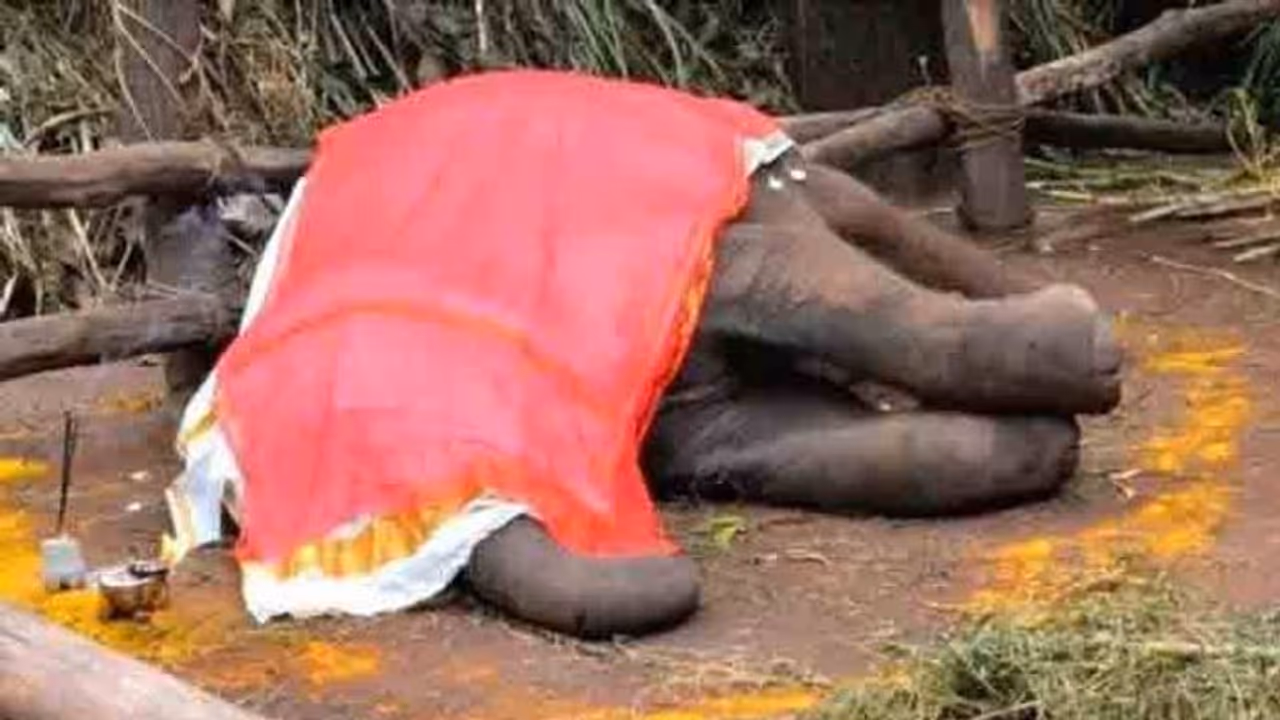 കോട്ടൂരിലെ ആനക്കുട്ടിയുടെ മരണം അപൂർവ്വ വൈറസ് ബാധിച്ച്, ഒരാനക്കുട്ടിക്ക് കൂടി രോഗലക്ഷണം കോട്ടൂരിലെ ആനക്കുട്ടിയുടെ മരണം അപൂർവ്വ വൈറസ് ബാധിച്ച്, ഒരാനക്കുട്ടിക്ക് കൂടി രോഗലക്ഷണം