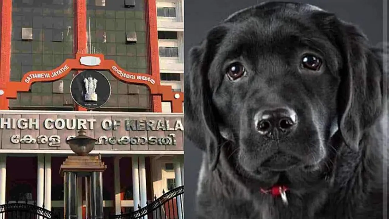 'In Re: Bruno': HC lists 8 steps for Kerala govt to end frighteningly frequent acts of animal cruelty 'In Re: Bruno': HC lists 8 steps for Kerala govt to end frighteningly frequent acts of animal cruelty