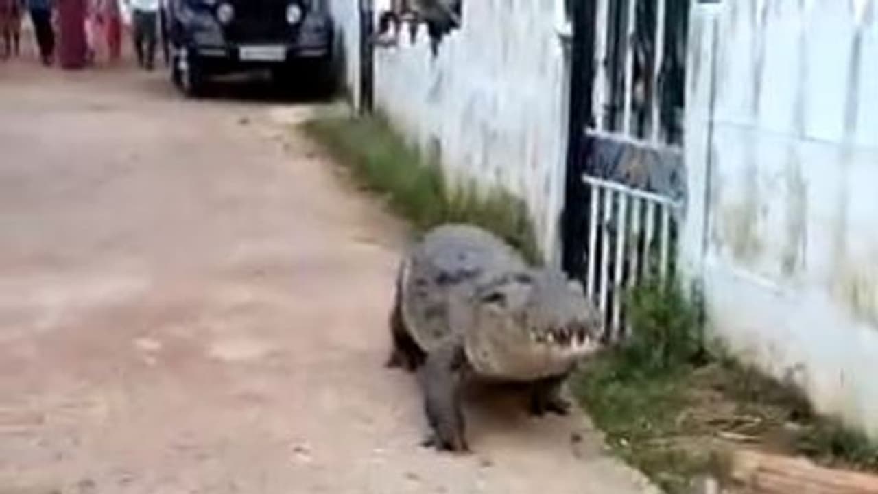 ঘন জনবসতির মধ্যে অবলীলায় ঘুরে বেড়াচ্ছে কুমির, ভাইরাল ভিডিও ঘন জনবসতির মধ্যে অবলীলায় ঘুরে বেড়াচ্ছে কুমির, ভাইরাল ভিডিও