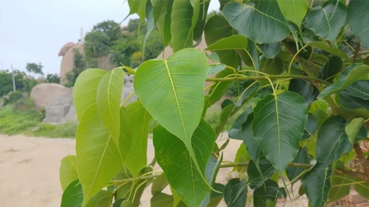 రావిచెట్టు చుట్టూ ప్రదక్షిణలు చేస్తే ఏం జరుగుతుంది..?