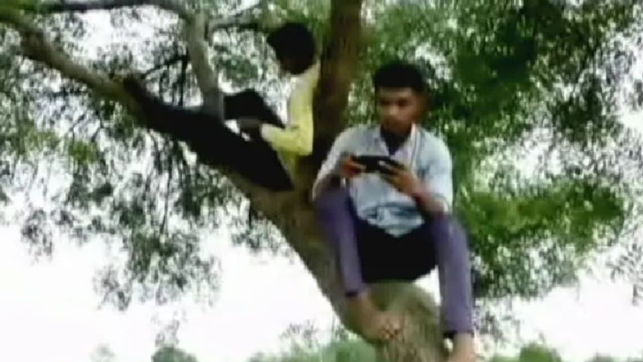 ഇന്റര്‍നെറ്റ് ലഭിക്കുന്ന ഏക സ്ഥലം; ഇതാണ് 'നെറ്റ്വര്‍ക്ക് മരം'