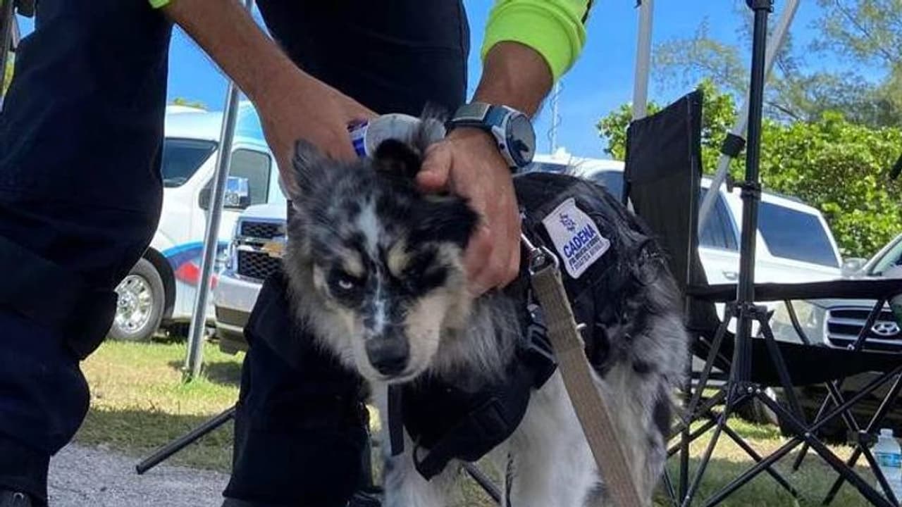 നായയുടെ സാന്നിധ്യം മനുഷ്യരുടെ സങ്കടം കുറയ്ക്കുമോ? ഫ്ലോറിഡയിലെ അപകടസ്ഥലത്ത് ആശ്വാസമായി ഇവർ നായയുടെ സാന്നിധ്യം മനുഷ്യരുടെ സങ്കടം കുറയ്ക്കുമോ? ഫ്ലോറിഡയിലെ അപകടസ്ഥലത്ത് ആശ്വാസമായി ഇവർ