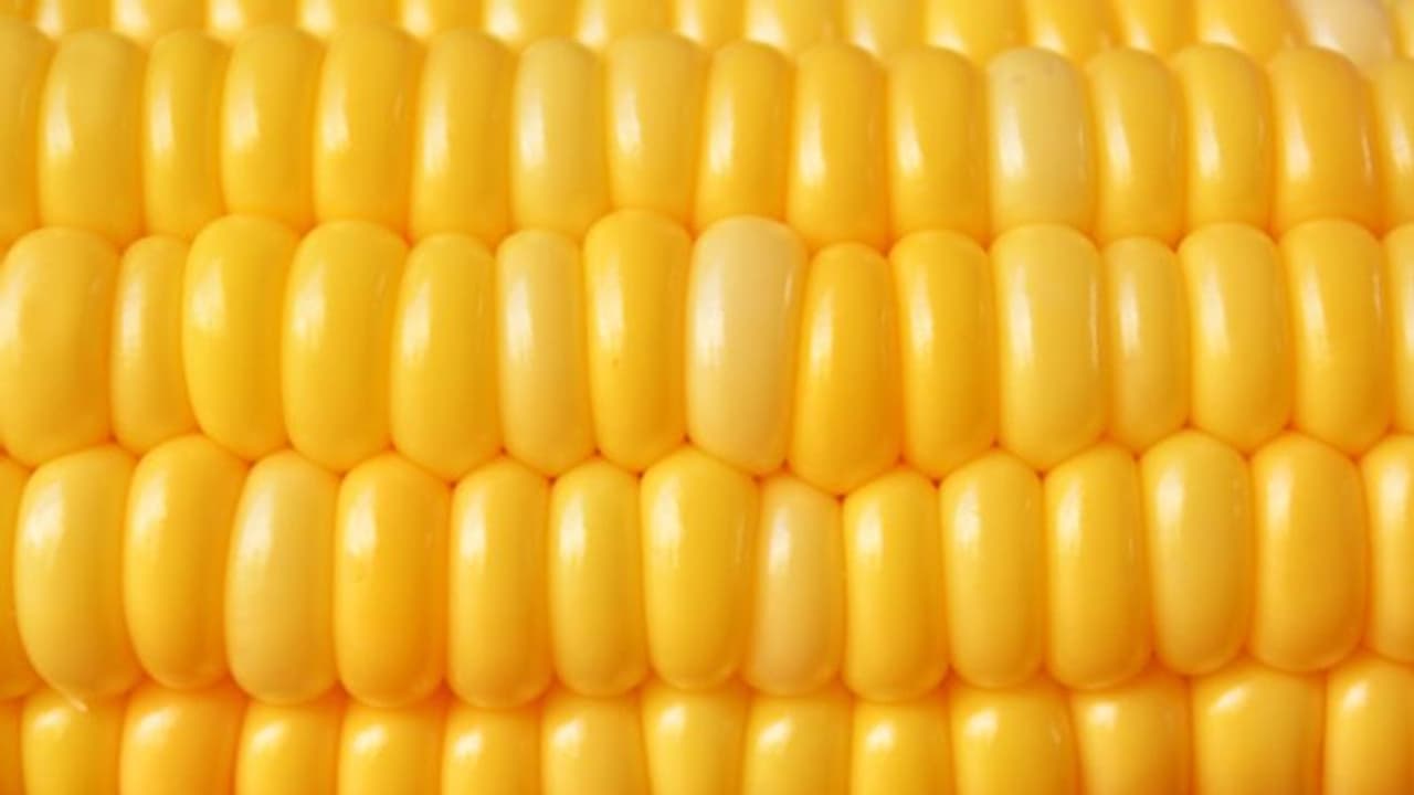 Health Care Tips: শীতে ৫ জটিল সমস্যা রুখতে অপরিহার্য ভুট্টা, জেনে নিন এর উপকারীতা Health Care Tips: শীতে ৫ জটিল সমস্যা রুখতে অপরিহার্য ভুট্টা, জেনে নিন এর উপকারীতা