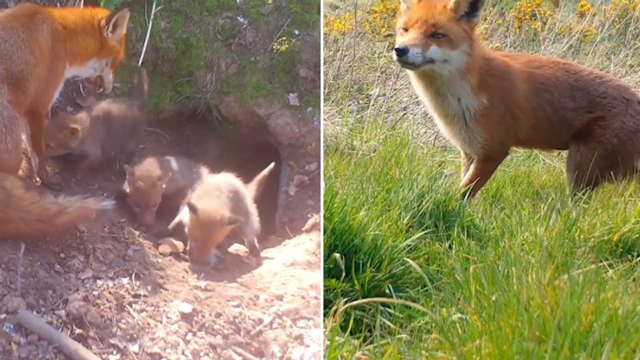 Watch: Adorable video of mama fox and her tiny triplets will make your day