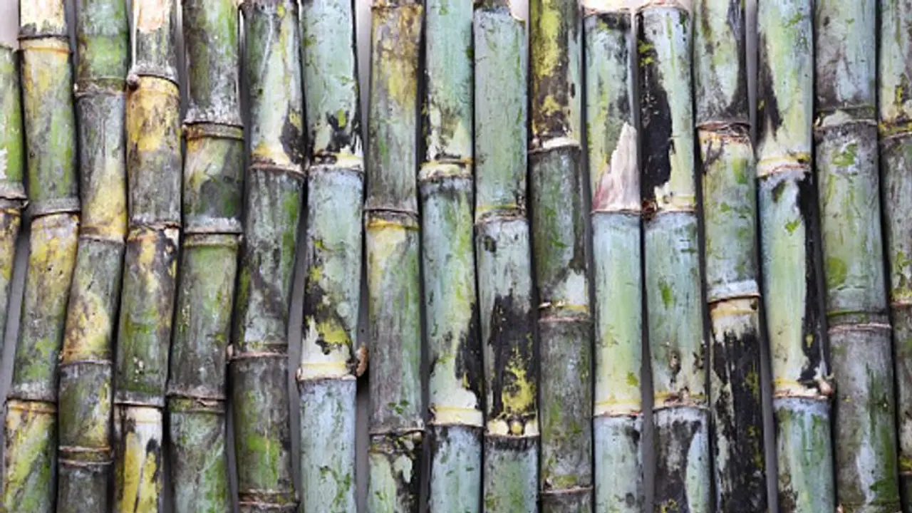 సింపుల్ టెక్నిక్తో అద్భుతం చేసిన చెరకు రైతు.. మూడు రెట్లు పెంచుకున్న ఆదాయం సింపుల్ టెక్నిక్తో అద్భుతం చేసిన చెరకు రైతు.. మూడు రెట్లు పెంచుకున్న ఆదాయం