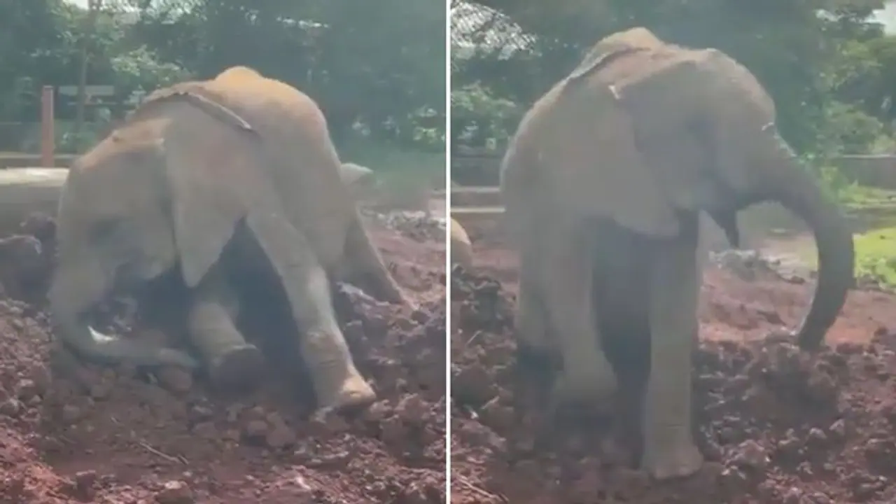 Elephant calf enjoying dust bath is pure joy to watch; wins hearts of the netizens
