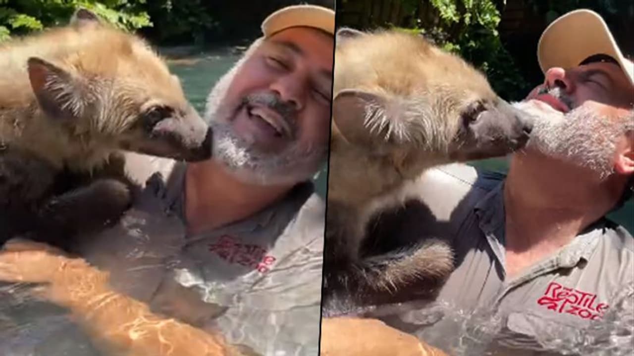 Watch Hyena showering kisses on zookeeper; viral video Watch Hyena showering kisses on zookeeper; viral video
