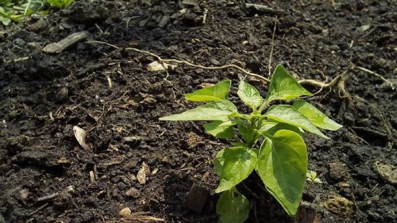 ചിതാഭസ്മം കൊണ്ടുപോകാനാളെത്തുന്നില്ല, മൃതദേഹത്തിൽ നിന്നുള്ള ചാരം പാർക്ക് നിർമ്മാണത്തിന് ചിതാഭസ്മം കൊണ്ടുപോകാനാളെത്തുന്നില്ല, മൃതദേഹത്തിൽ നിന്നുള്ള ചാരം പാർക്ക് നിർമ്മാണത്തിന്