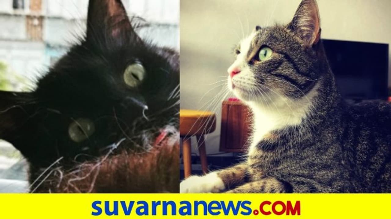 ಹುಚ್ಚು ಬೆಕ್ಕಿನ ರಾತ್ರಿ ದಾಳಿ: 8 ಜನ ಆಸ್ಪತ್ರೆಗೆ ದಾಖಲು ಹುಚ್ಚು ಬೆಕ್ಕಿನ ರಾತ್ರಿ ದಾಳಿ: 8 ಜನ ಆಸ್ಪತ್ರೆಗೆ ದಾಖಲು