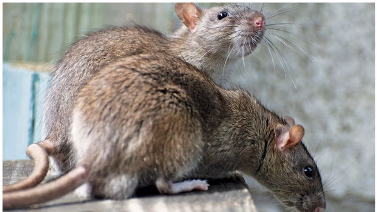 മദ്യശാലയിലെ 12 കുപ്പി വെെനും കാലിയായി; 'മോഷ്ടാവ്' എലികൾ മദ്യശാലയിലെ 12 കുപ്പി വെെനും കാലിയായി; 'മോഷ്ടാവ്' എലികൾ