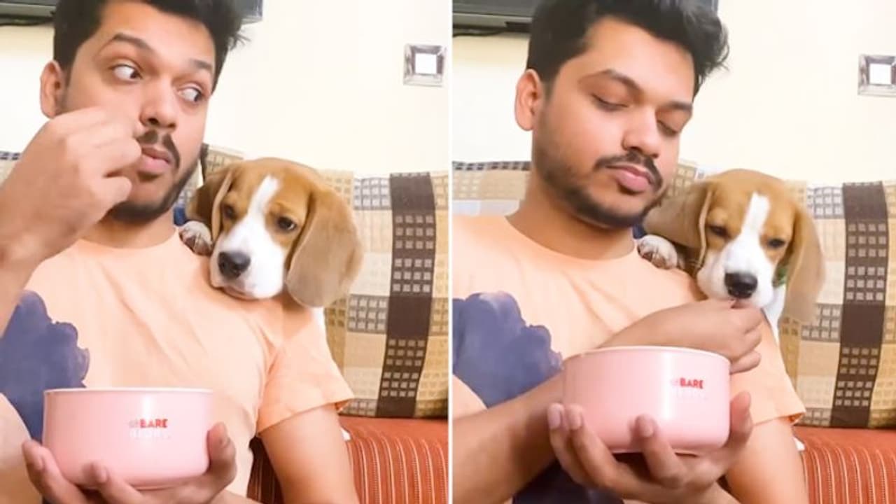 Man’s ‘who did it better’ challenge with his pet beagle; adorable video will make your day
