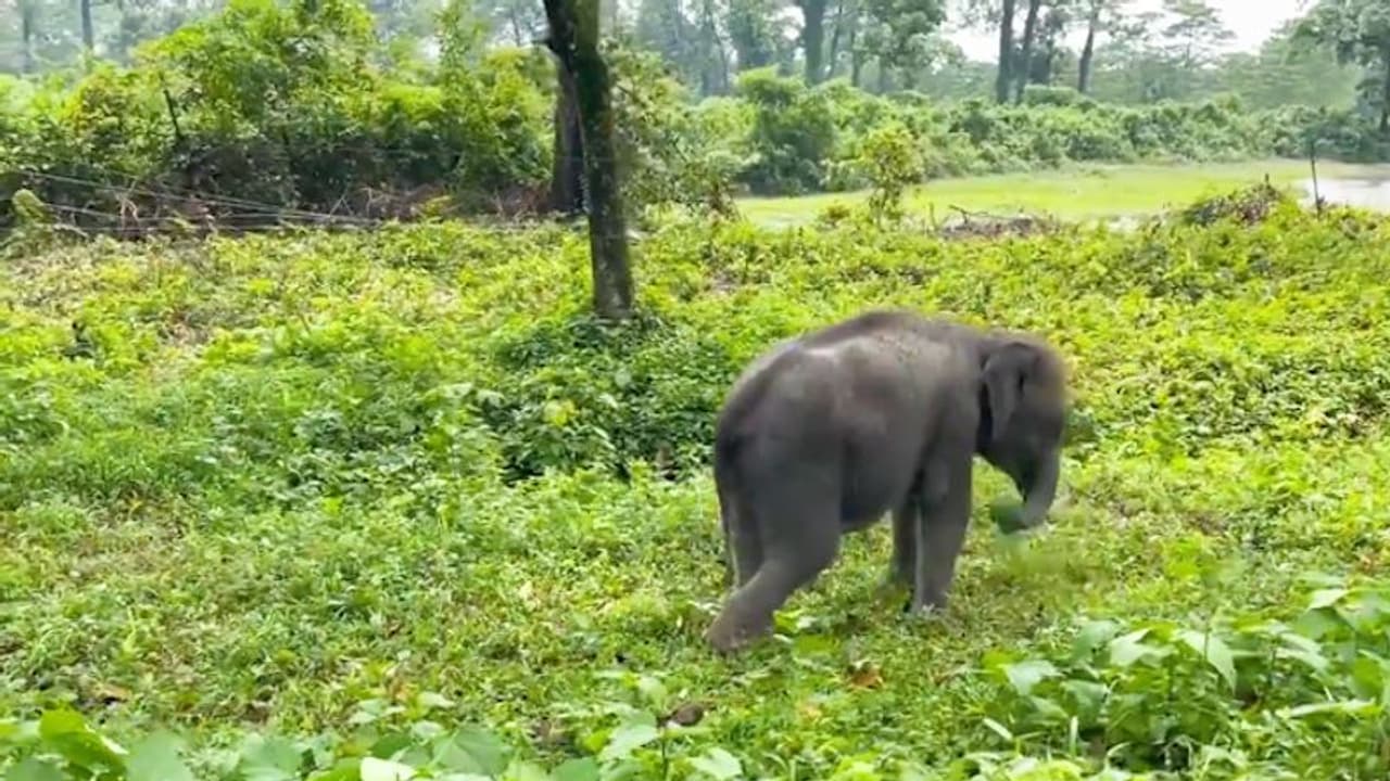 കൂട്ടം തെറ്റിയ കുട്ടിക്കൊമ്പന് ലാക്ടൊജനും ഇളനീരും, കാട് അരിച്ച് പെറുക്കി, അമ്മയാനയുടെ അടുത്തെത്തിച്ചു