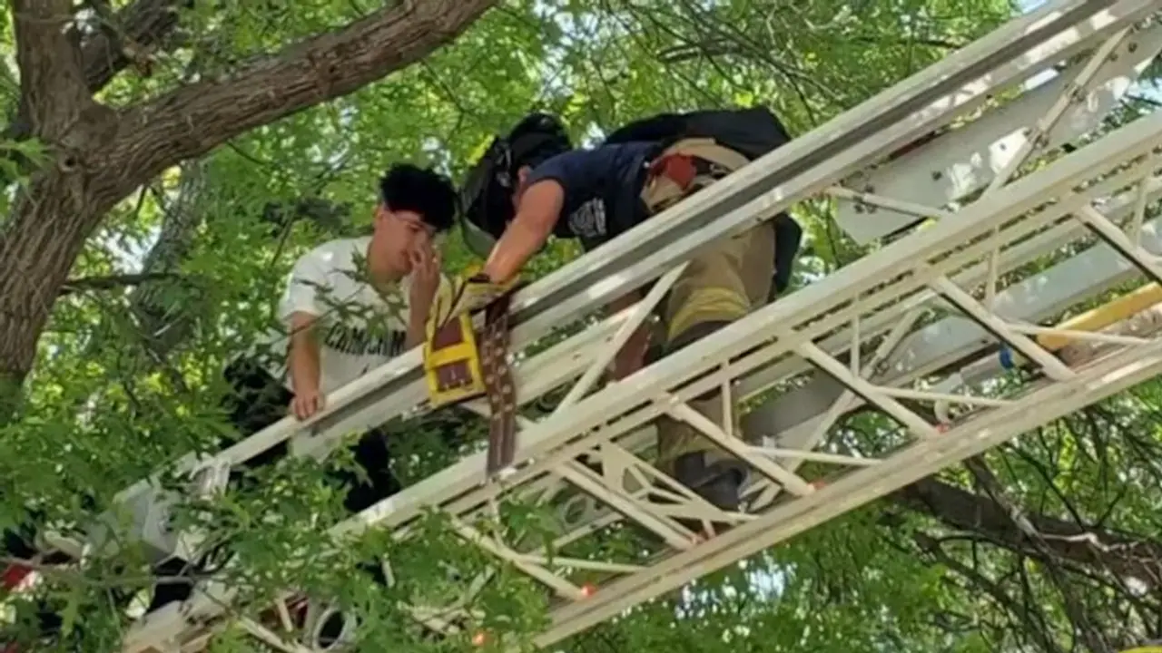 Man climbs tree to rescue his pet cat but fails to climb down; watch video to know what happened next