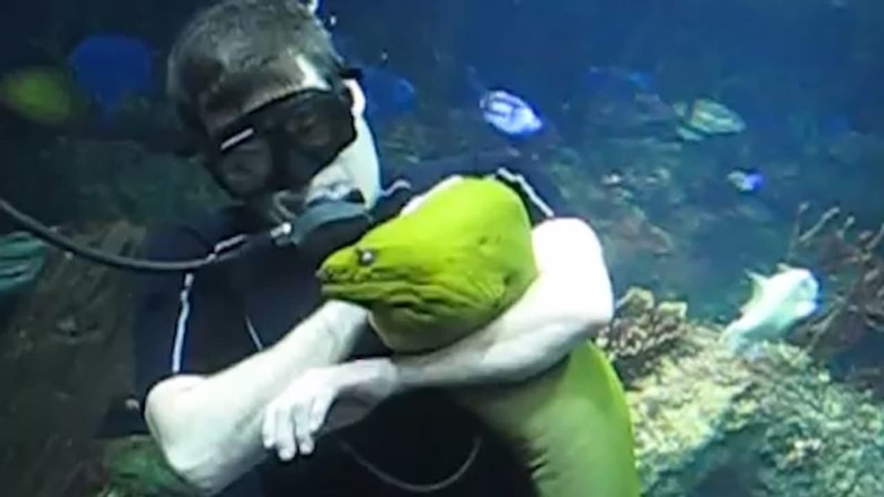 Aquarium cleaner cuddling enormous eel leaves internet amazed; watch the video