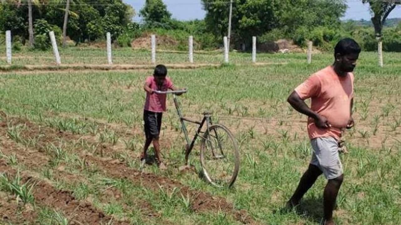 ഉഴവ് യന്ത്രം വാങ്ങാൻ പോലും പണമില്ല, തുരുമ്പെടുത്ത സൈക്കിളുപയോഗിച്ച് കർഷകൻ... ഉഴവ് യന്ത്രം വാങ്ങാൻ പോലും പണമില്ല, തുരുമ്പെടുത്ത സൈക്കിളുപയോഗിച്ച് കർഷകൻ...