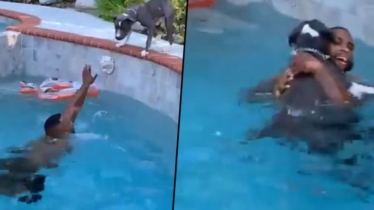 Dog rushes to save 'drowning' man in pool without knowing how to swim; Watch viral video Dog rushes to save 'drowning' man in pool without knowing how to swim; Watch viral video