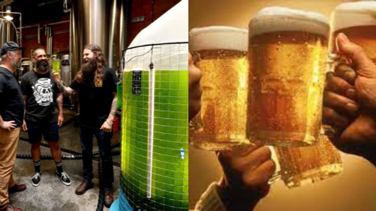 മദ്യനിര്മ്മാണത്തിനിടെയുണ്ടാവുന്ന കാര്ബണ് പുറംതള്ളല് തടയാന് 'പായല് വിദ്യ'യുമായി ബിയര് കമ്പനി മദ്യനിര്മ്മാണത്തിനിടെയുണ്ടാവുന്ന കാര്ബണ് പുറംതള്ളല് തടയാന് 'പായല് വിദ്യ'യുമായി ബിയര് കമ്പനി