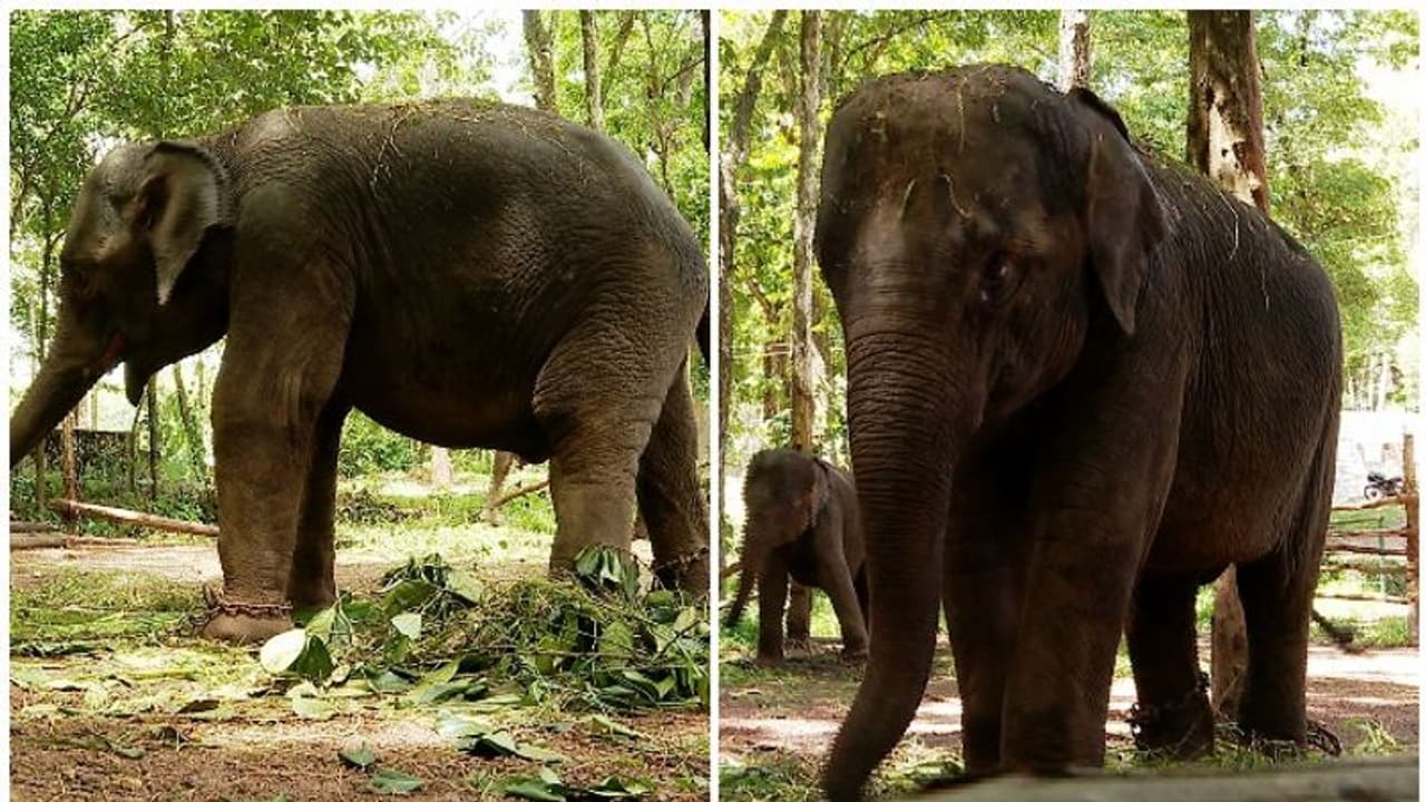 വൈറസ് ഭീഷണി; കോട്ടൂരില് ആനകള്ക്ക് ചികിത്സ തുടങ്ങി, ഒരാനക്ക് പ്രതിദിനം 8000 രൂപയുടെ മരുന്ന് വൈറസ് ഭീഷണി; കോട്ടൂരില് ആനകള്ക്ക് ചികിത്സ തുടങ്ങി, ഒരാനക്ക് പ്രതിദിനം 8000 രൂപയുടെ മരുന്ന്
