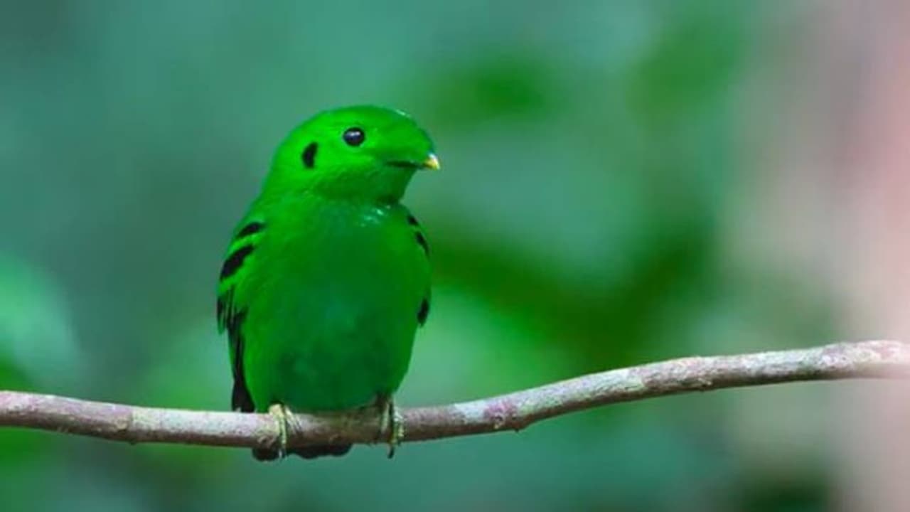 നൂറ്റാണ്ടുകൾക്കുമുമ്പ് വംശനാശം സംഭവിച്ചെന്ന് കരുതിയ പക്ഷി വീണ്ടും, ആവേശത്തിൽ പക്ഷിനിരീക്ഷകര് നൂറ്റാണ്ടുകൾക്കുമുമ്പ് വംശനാശം സംഭവിച്ചെന്ന് കരുതിയ പക്ഷി വീണ്ടും, ആവേശത്തിൽ പക്ഷിനിരീക്ഷകര്