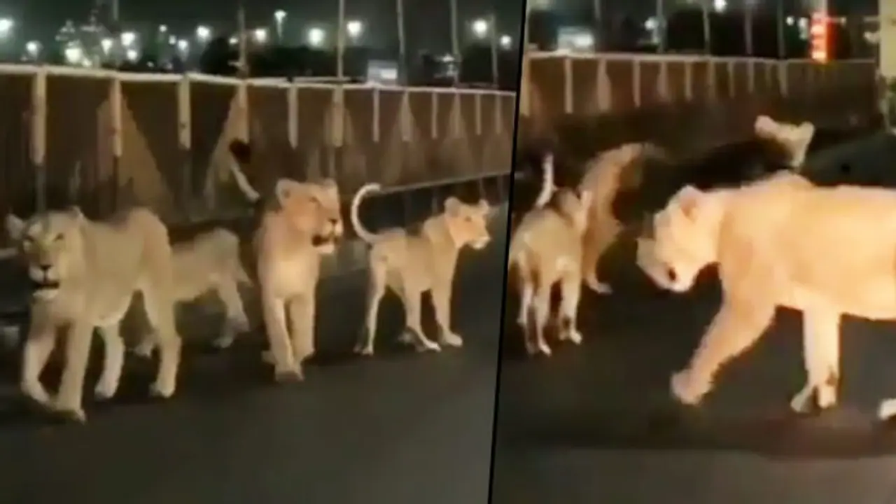 Lion's family spotted walking on the road in Gujarat; Watch viral video Lion's family spotted walking on the road in Gujarat; Watch viral video