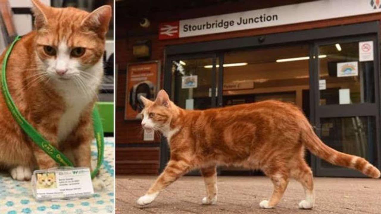 ഈ പൂച്ചയ്ക്ക് ജോലി ട്രെയിൻ സ്റ്റേഷനിൽ, 'ചീഫ് മൗസ് ക്യാച്ചർ' താരമാണ്... ഈ പൂച്ചയ്ക്ക് ജോലി ട്രെയിൻ സ്റ്റേഷനിൽ, 'ചീഫ് മൗസ് ക്യാച്ചർ' താരമാണ്...