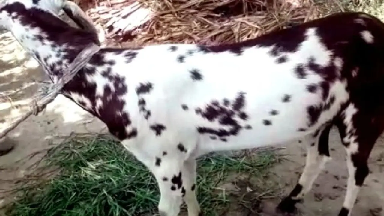 దారుణం.. మేకపై అత్యాచారం..! దారుణం.. మేకపై అత్యాచారం..!