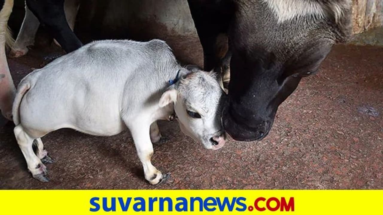 ಮೀಡಿಯಾ ಸ್ಟಾರ್ ಆಯ್ತು 23 ತಿಂಗಳ ಕುಬ್ಜ ಹಸು 'ರಾಣಿ': ರಾತ್ರೋ ರಾತ್ರಿ ಸ್ಟಾರ್! ಮೀಡಿಯಾ ಸ್ಟಾರ್ ಆಯ್ತು 23 ತಿಂಗಳ ಕುಬ್ಜ ಹಸು 'ರಾಣಿ': ರಾತ್ರೋ ರಾತ್ರಿ ಸ್ಟಾರ್!