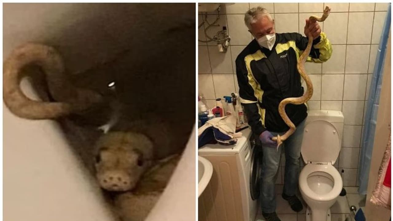 65കാരന്റെ ജനനേന്ദ്രിയത്തിൽ പെരുമ്പാമ്പ് കടിച്ചു, പിന്നീട് സംഭവിച്ചത്... 65കാരന്റെ ജനനേന്ദ്രിയത്തിൽ പെരുമ്പാമ്പ് കടിച്ചു, പിന്നീട് സംഭവിച്ചത്...