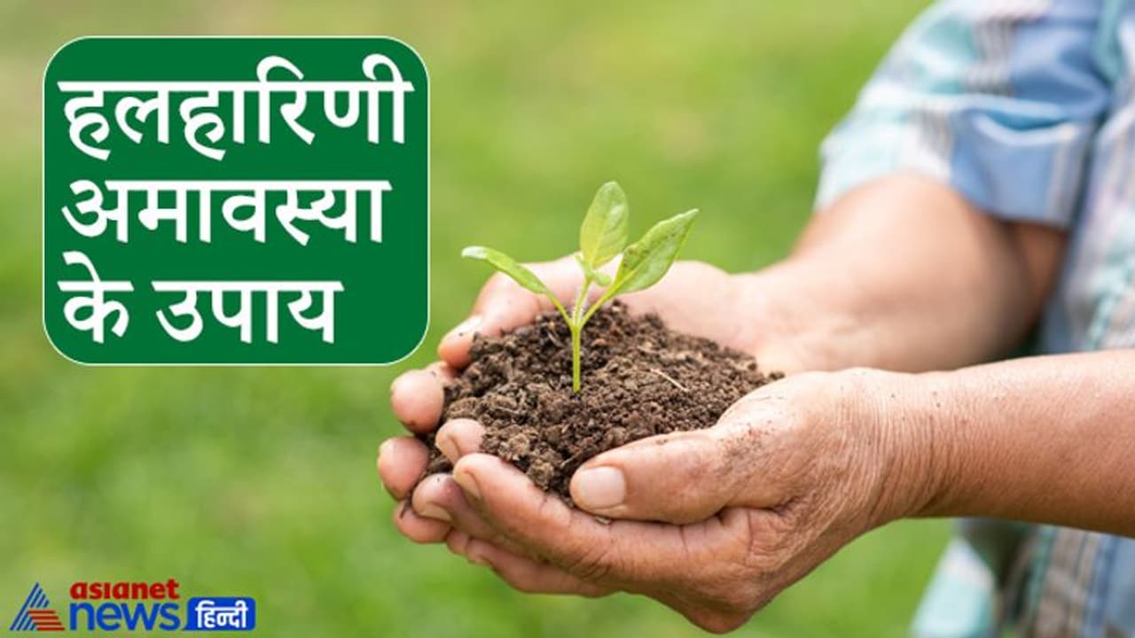 हलहारिणी अमावस्या आज: इस दिन पौधे लगाने से मिलता है पुण्य और खास उपाय करने से दूर हो सकती हैं परेशानियां हलहारिणी अमावस्या आज: इस दिन पौधे लगाने से मिलता है पुण्य और खास उपाय करने से दूर हो सकती हैं परेशानियां