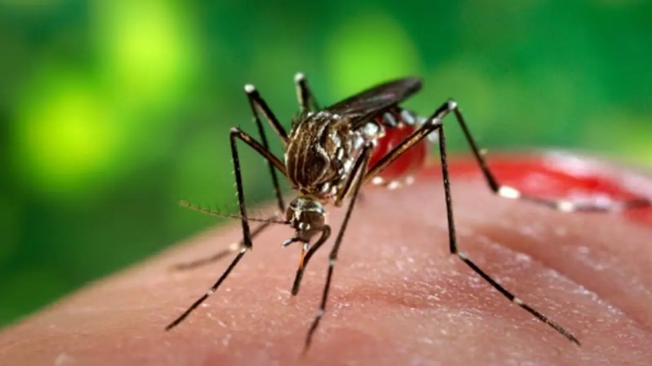 ಕರ್ನಾಟಕದಲ್ಲಿ ಝಿಕಾ ವೈರಸ್ ಪತ್ತೆ: ರಾಯಚೂರಿಗೆ ಬಂದ ಕೇಂದ್ರದ ತಜ್ಞರ ತಂಡ ಕರ್ನಾಟಕದಲ್ಲಿ ಝಿಕಾ ವೈರಸ್ ಪತ್ತೆ: ರಾಯಚೂರಿಗೆ ಬಂದ ಕೇಂದ್ರದ ತಜ್ಞರ ತಂಡ