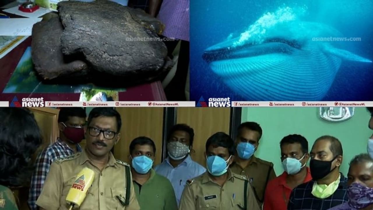 അന്താരാഷ്ട്ര വിപണിയിൽ മുപ്പത് കോടി വിലയുള്ള തിമിംഗലത്തിൻ്റെ ഛർദിൽ അവശിഷ്ടം തൃശ്ശൂരിൽ പിടികൂടി