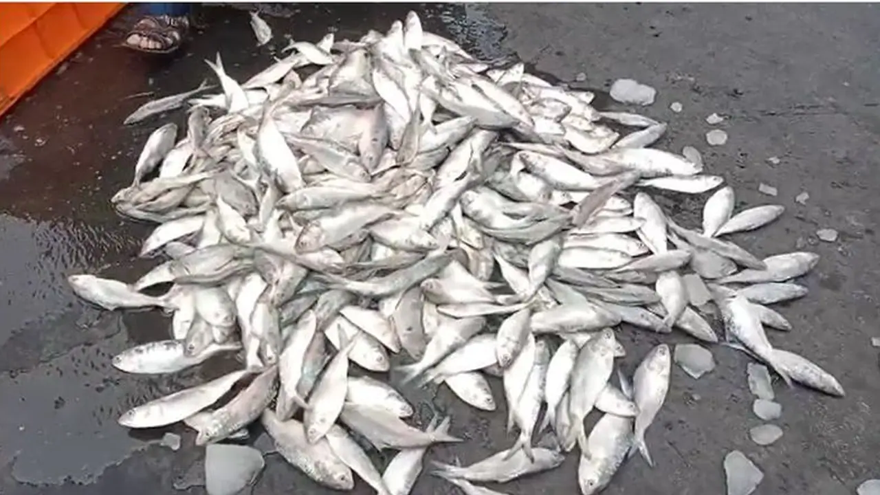 নিয়মের তোয়াক্কা না করে খোকা ইলিশ ধরে বিপাকে, কাকদ্বীপে আটক মাছ বোঝাই ট্রাক নিয়মের তোয়াক্কা না করে খোকা ইলিশ ধরে বিপাকে, কাকদ্বীপে আটক মাছ বোঝাই ট্রাক