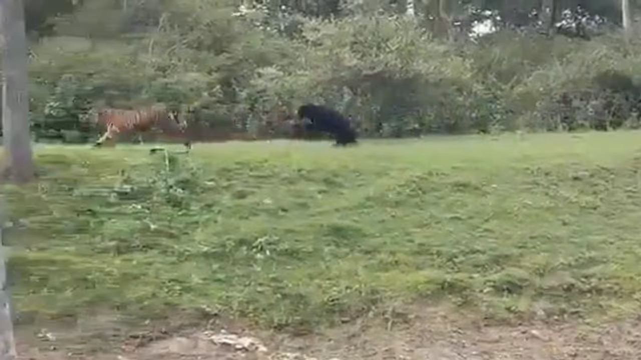 Sloth bear chasing away Tiger amazes netizens; Watch video