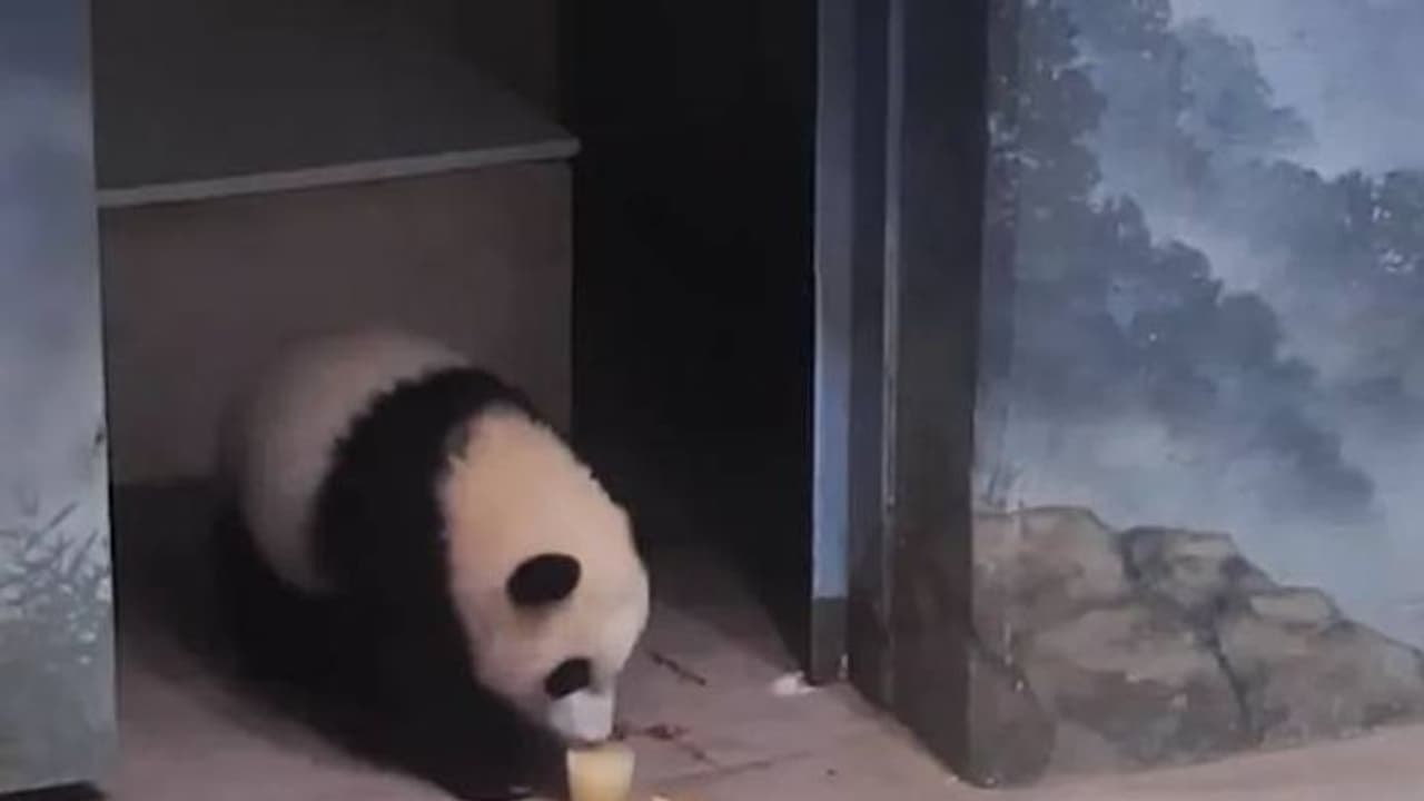 ചൂടത്ത് തണുത്ത ഭക്ഷണമാസ്വദിക്കുന്ന പാണ്ടക്കുഞ്ഞ്, ക്യൂട്ട് വീഡിയോ ചൂടത്ത് തണുത്ത ഭക്ഷണമാസ്വദിക്കുന്ന പാണ്ടക്കുഞ്ഞ്, ക്യൂട്ട് വീഡിയോ