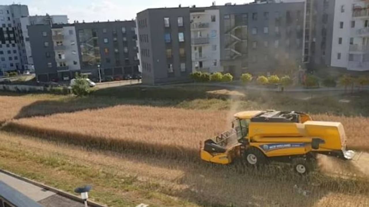 അപാർട്മെന്റുകളുടെ ഇടയിലെ പാടത്ത് വിളവ് കൊയ്തെടുക്കുന്ന കർഷകൻ... അപാർട്മെന്റുകളുടെ ഇടയിലെ പാടത്ത് വിളവ് കൊയ്തെടുക്കുന്ന കർഷകൻ...