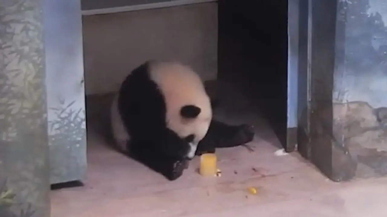 Panda cub enjoys fruitsicles, adorable video will make your day
