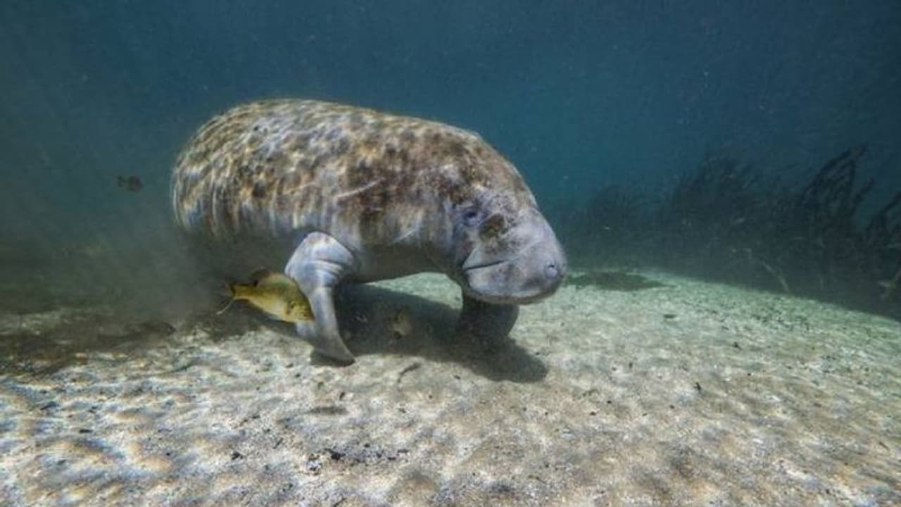 ചത്തൊടുങ്ങി മനാറ്റികൾ, കാരണം ജലമലിനീകരണവും പട്ടിണിയും?