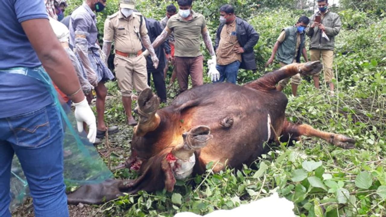 രാത്രി വെടിയൊച്ച, പിന്നാലെ വനംവകുപ്പ് റെയ്ഡ്; കാട്ടുപോത്തിനെ കൊന്ന് വീതം വയ്പിനിടെ പിടിവീണു രാത്രി വെടിയൊച്ച, പിന്നാലെ വനംവകുപ്പ് റെയ്ഡ്; കാട്ടുപോത്തിനെ കൊന്ന് വീതം വയ്പിനിടെ പിടിവീണു