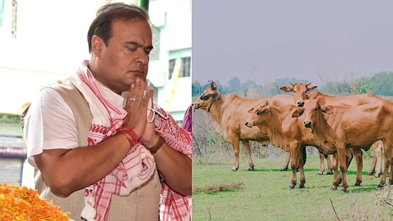 Why does Opposition have a beef with Assam's cow protection bill? Why does Opposition have a beef with Assam's cow protection bill?
